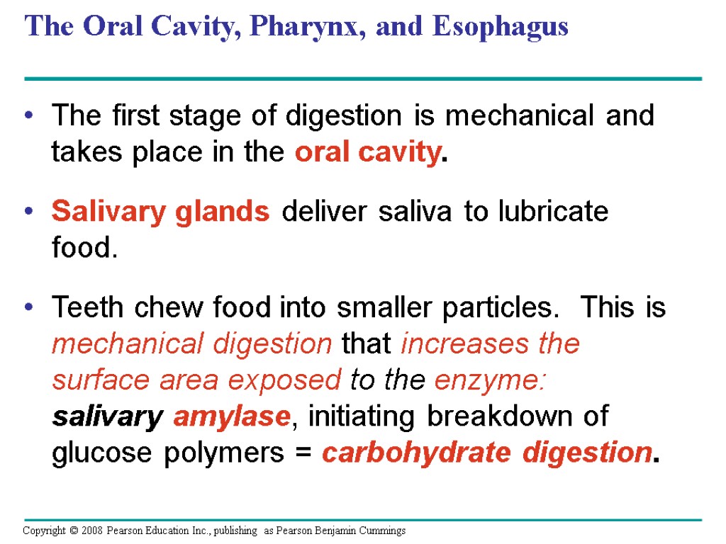 The Oral Cavity, Pharynx, and Esophagus The first stage of digestion is mechanical and